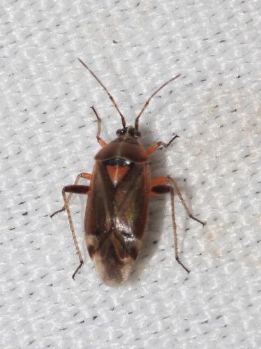 Réf. 303 521 : Harpocera thoracica